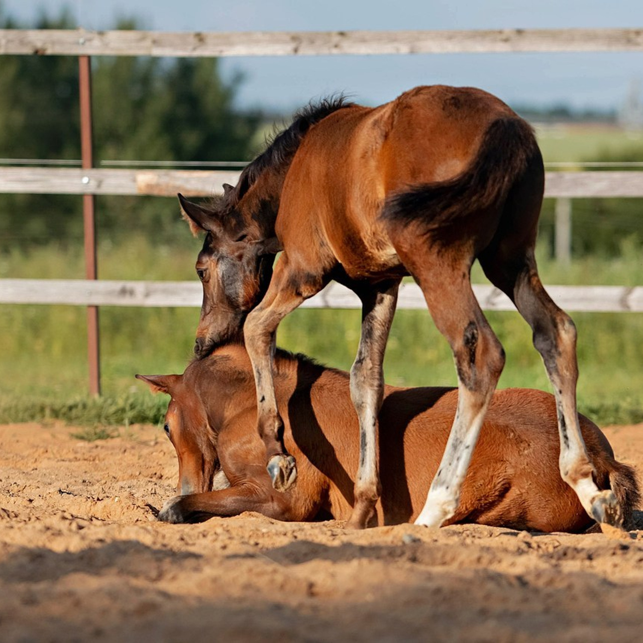 Отзывы. Фотограф Вероника Ранцева, фотосессии с лошадьми в Минске и Могилеве