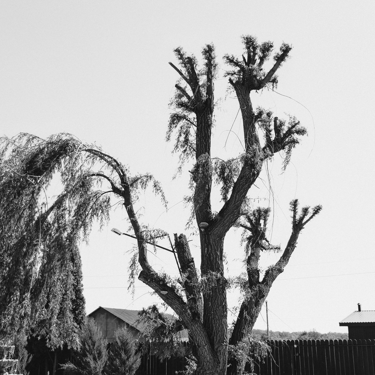 Отзывы. Свадебный Фотограф Толстой Константин