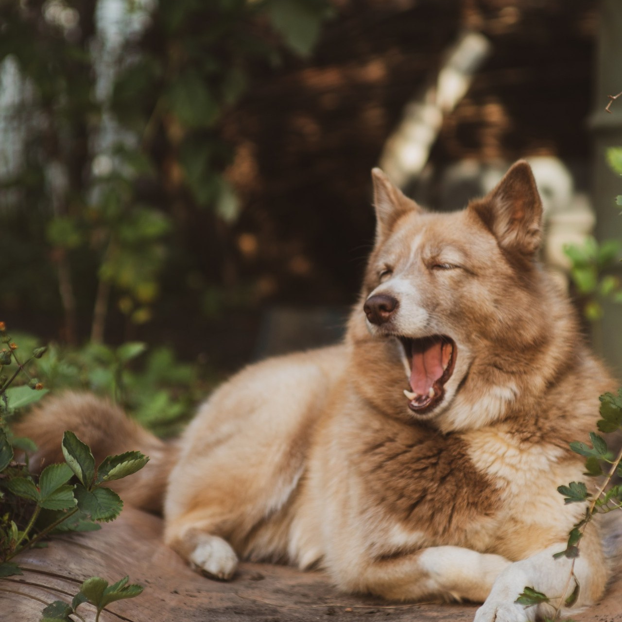 Милые создания