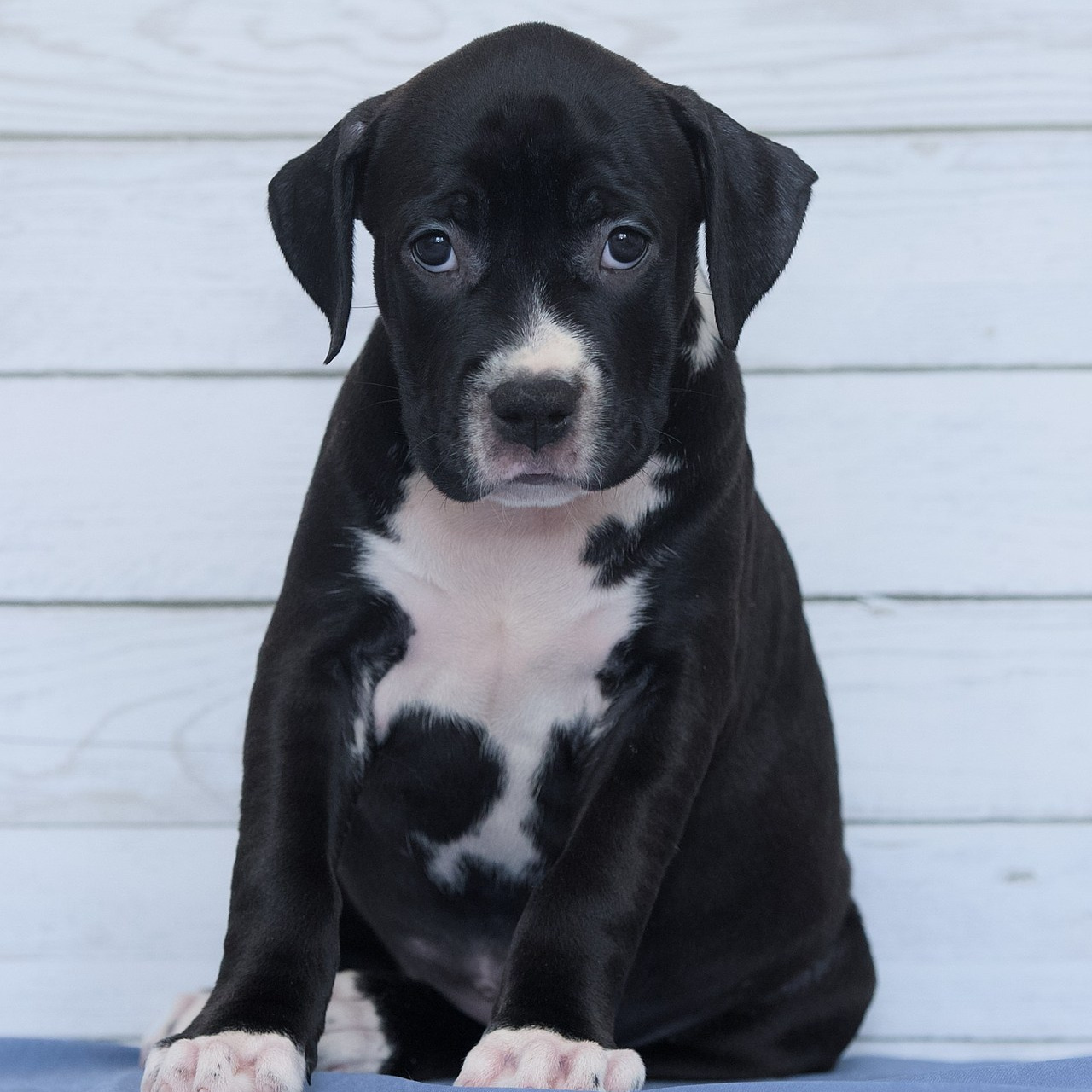 Отзывы. Фотостудия Studio419 в Петергофе. Пространство для творчества