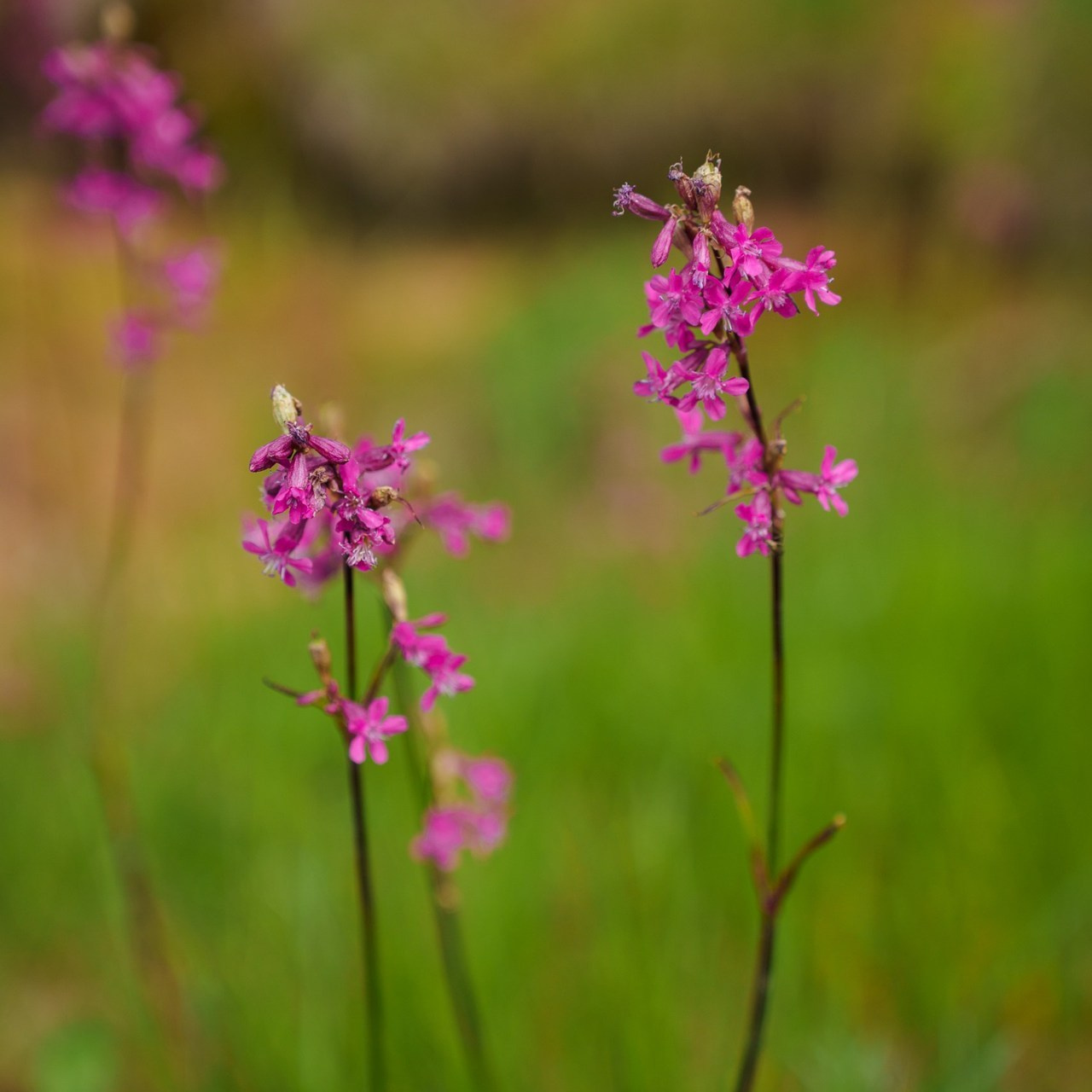 Отзывы. Семейный фотограф СПб