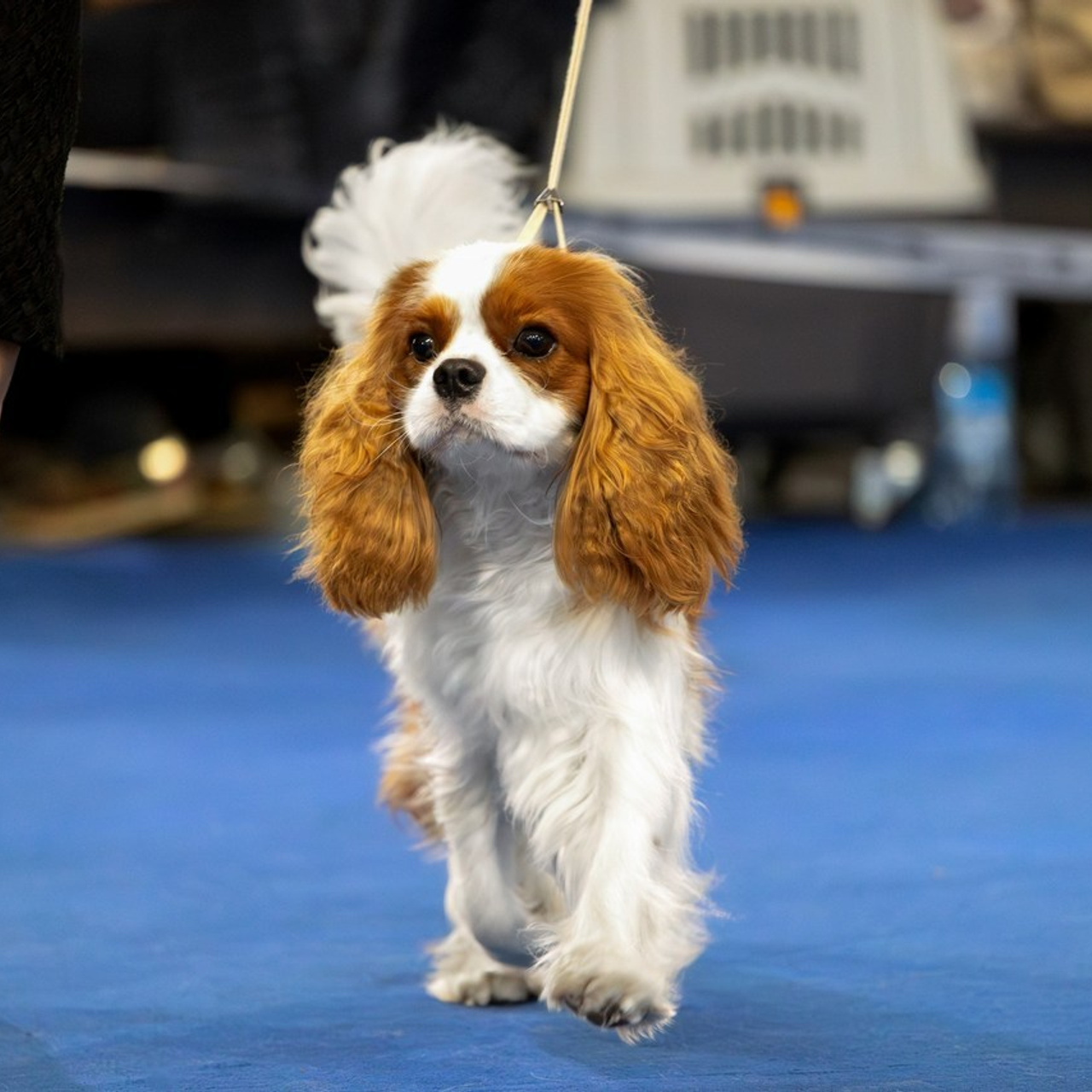 Отзывы. Фотограф-анималист|Иркутск