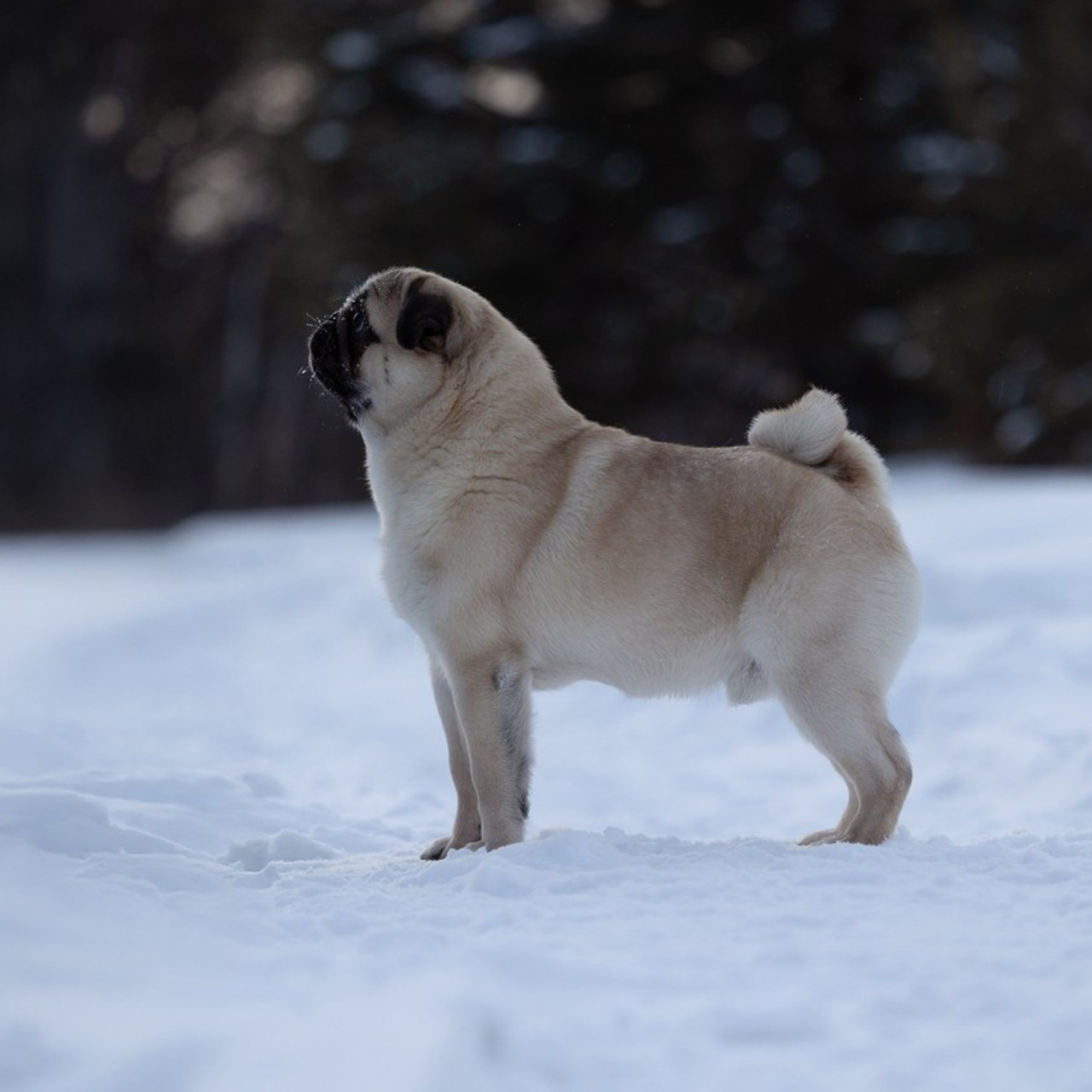 Отзывы. Фотограф-анималист|Иркутск