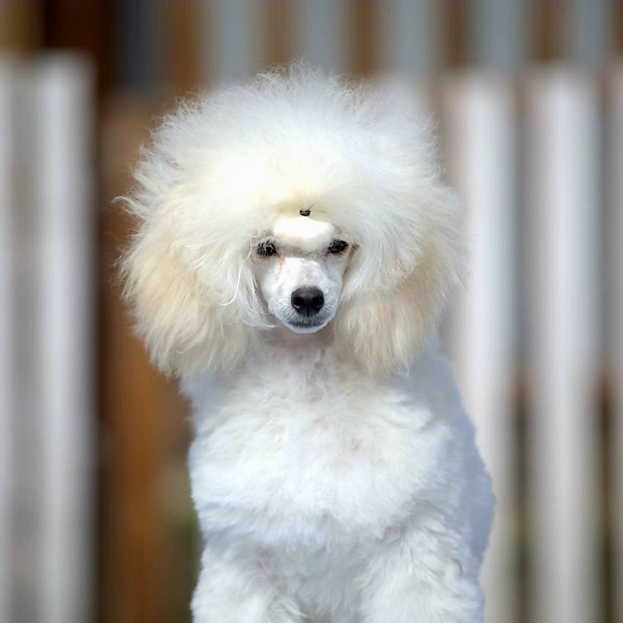 Отзывы. Фотограф-анималист|Иркутск