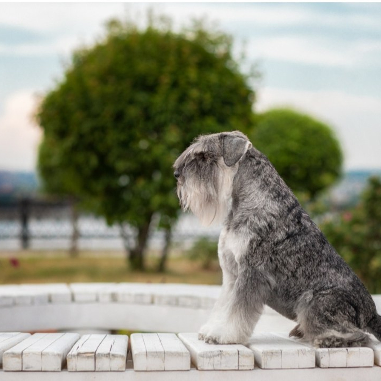 Отзывы. Фотограф для Вашей собаки