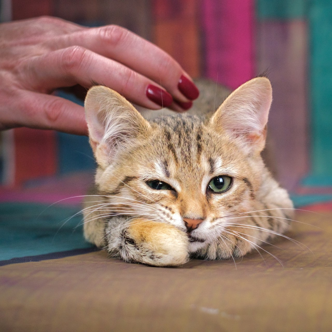 Отзывы. Зоофотограф, фотограф животных в Москве и области Дина Дамоцева