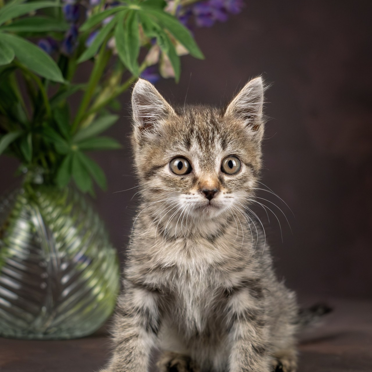 Отзывы. Зоофотограф, фотограф животных в Москве и области Дина Дамоцева