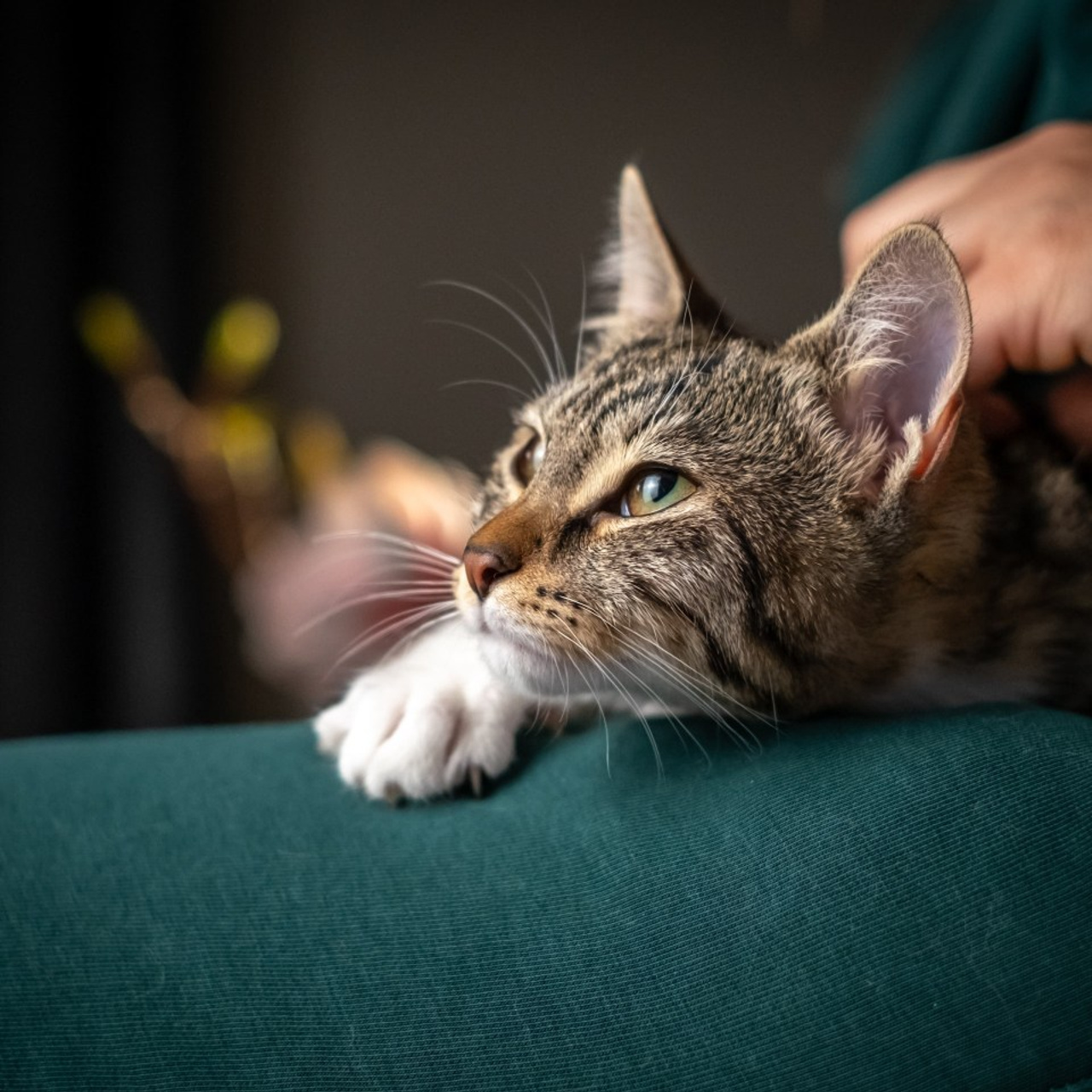 Отзывы. Зоофотограф, фотограф животных в Москве и области Дина Дамоцева