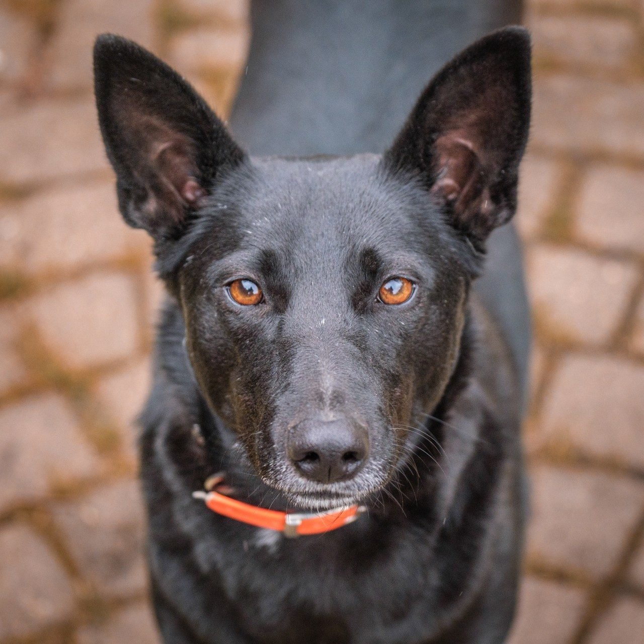 Отзывы. Зоофотограф, фотограф животных в Москве и области Дина Дамоцева