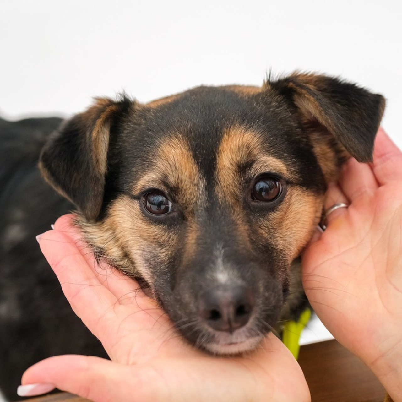 Отзывы. Зоофотограф, фотограф животных в Москве и области Дина Дамоцева