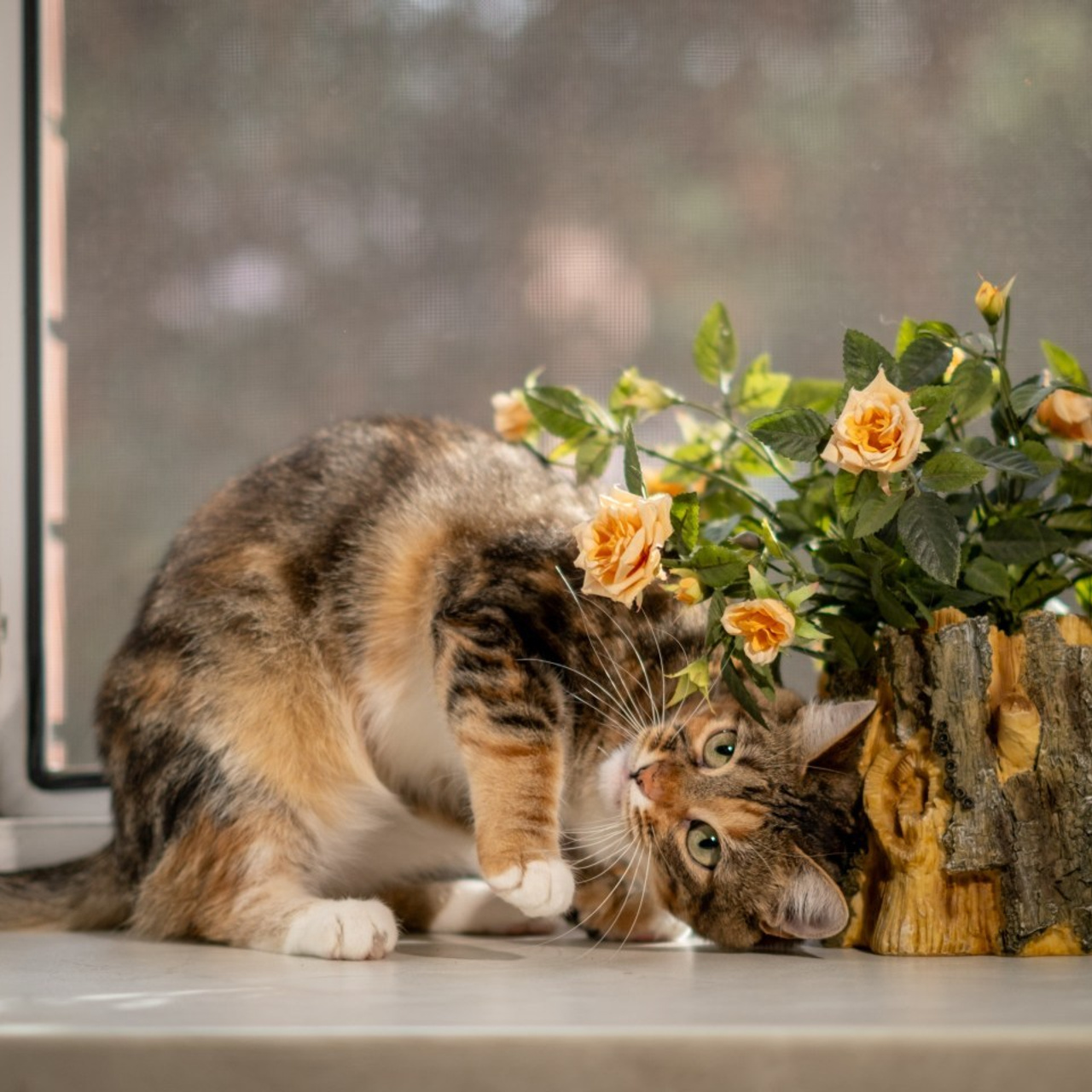 Отзывы. Зоофотограф, фотограф животных в Москве и области Дина Дамоцева