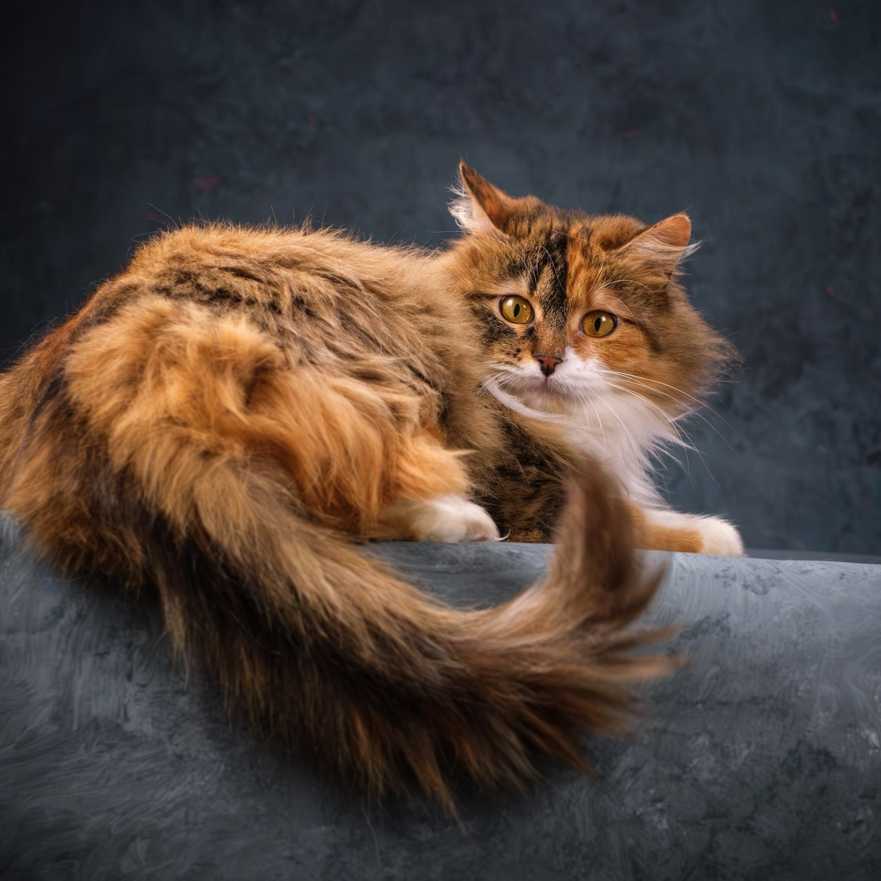 Отзывы. Зоофотограф, фотограф животных в Москве и области Дина Дамоцева