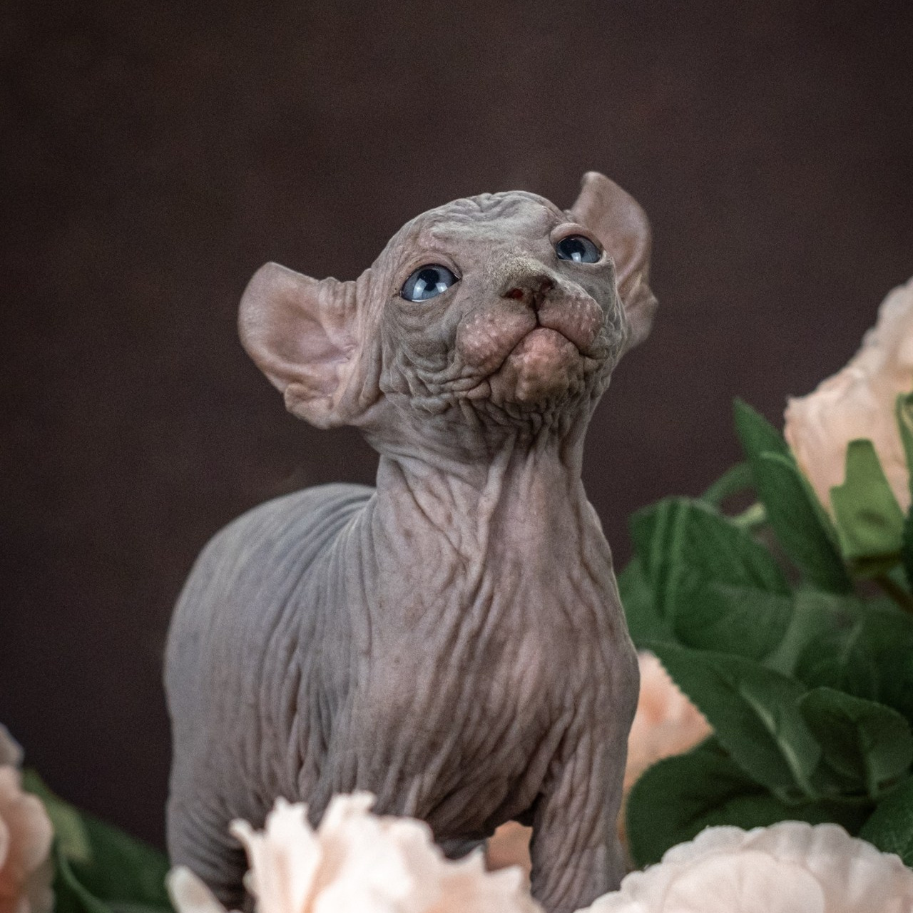 Отзывы. Зоофотограф, фотограф животных в Москве и области Дина Дамоцева