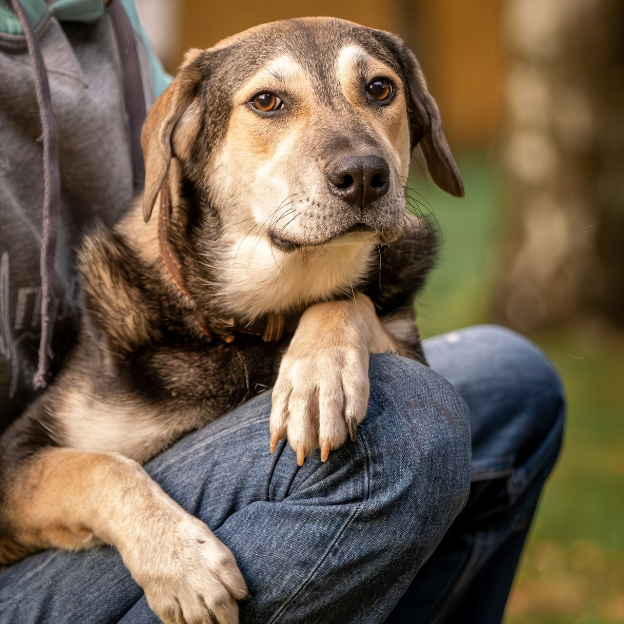 Отзывы. Зоофотограф, фотограф животных в Москве и области Дина Дамоцева