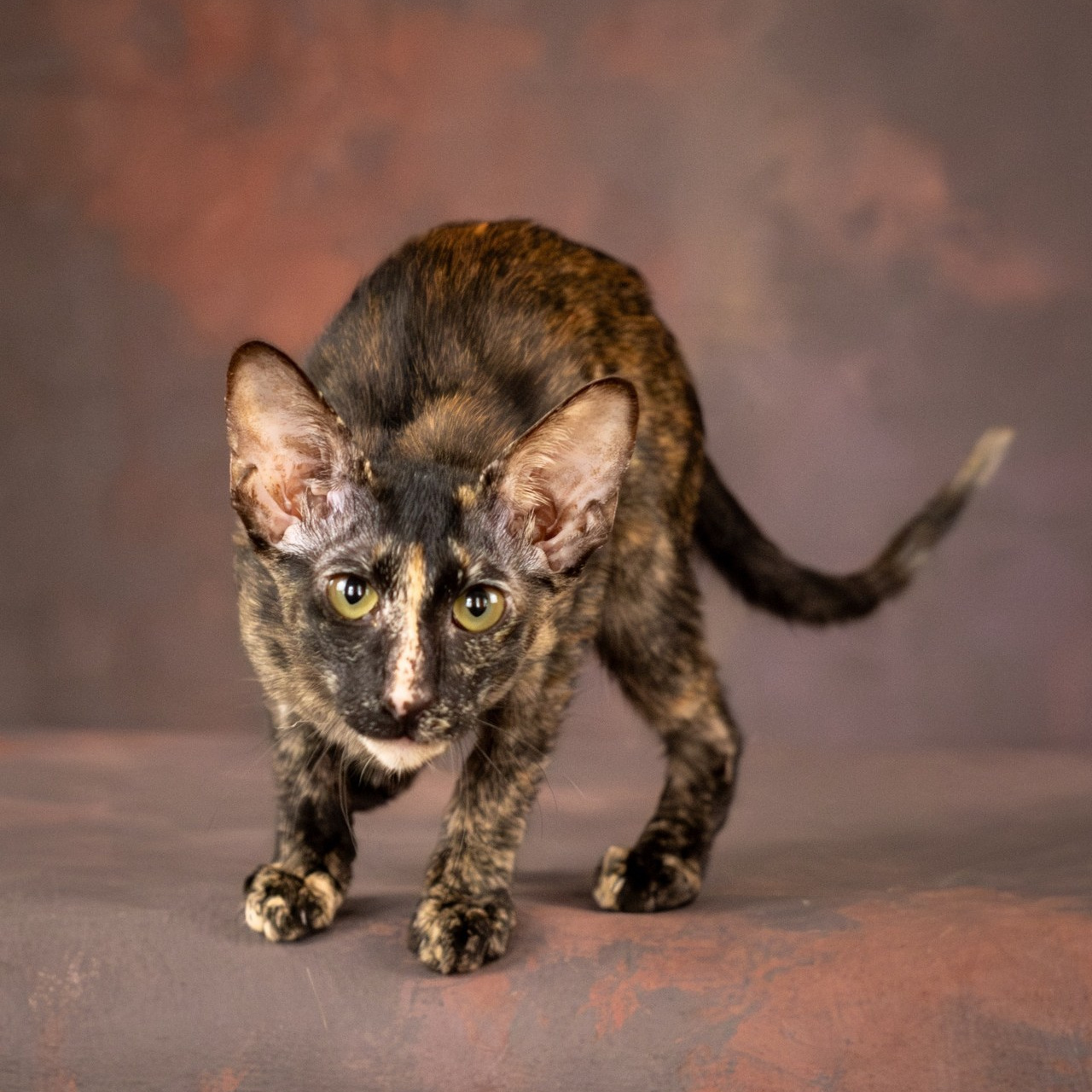 Отзывы. Зоофотограф, фотограф животных в Москве и области Дина Дамоцева