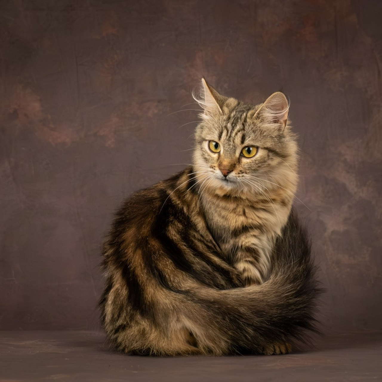 Отзывы. Зоофотограф, фотограф животных в Москве и области Дина Дамоцева