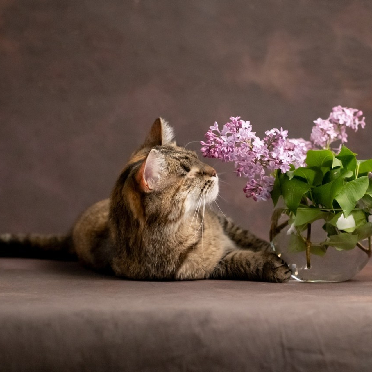 Отзывы. Зоофотограф, фотограф животных в Москве и области Дина Дамоцева