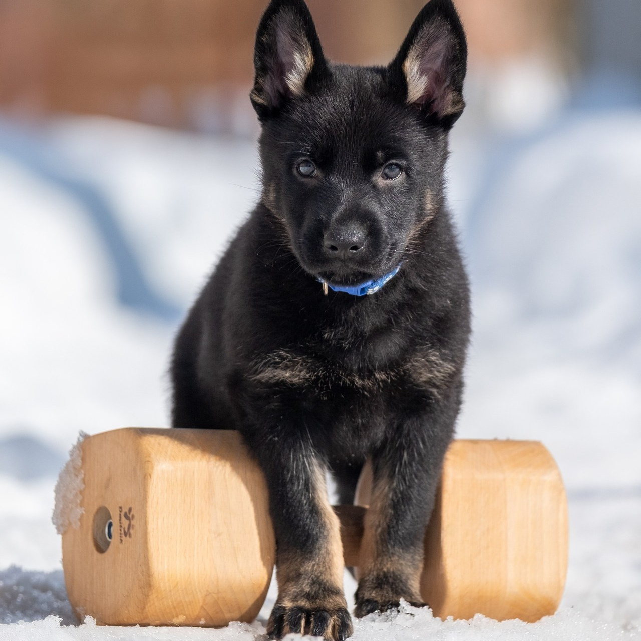 Отзывы. Зоофотограф, фотограф животных в Москве и области Дина Дамоцева