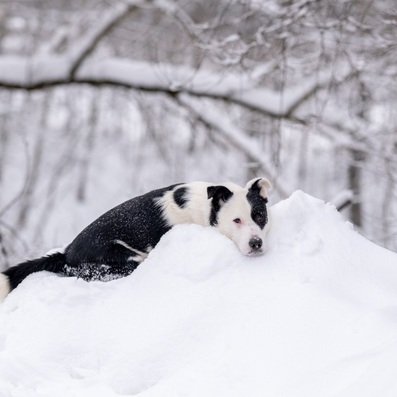 Отзывы. Зоофотограф, фотограф животных в Москве и области Дина Дамоцева