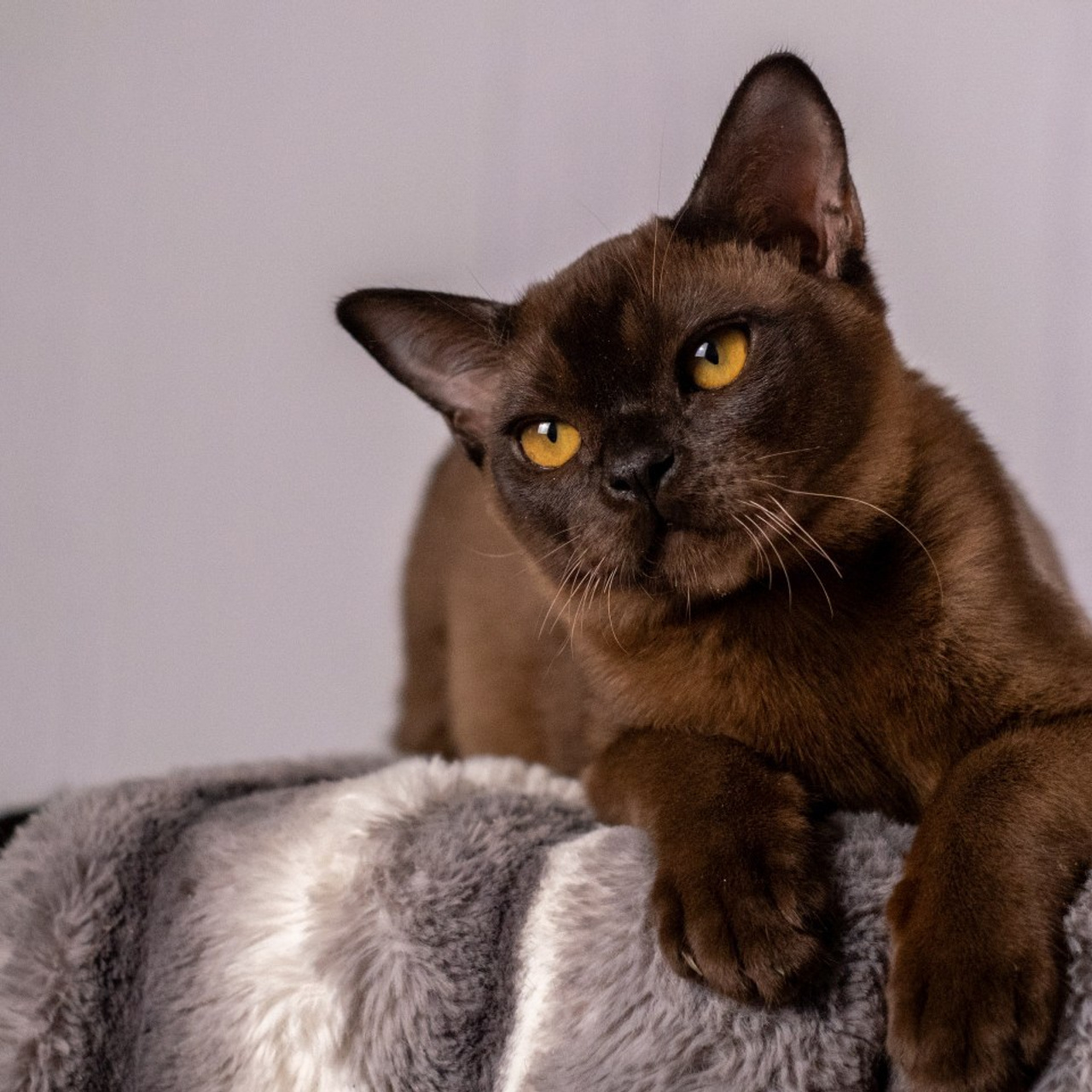 Отзывы. Зоофотограф, фотограф животных в Москве и области Дина Дамоцева