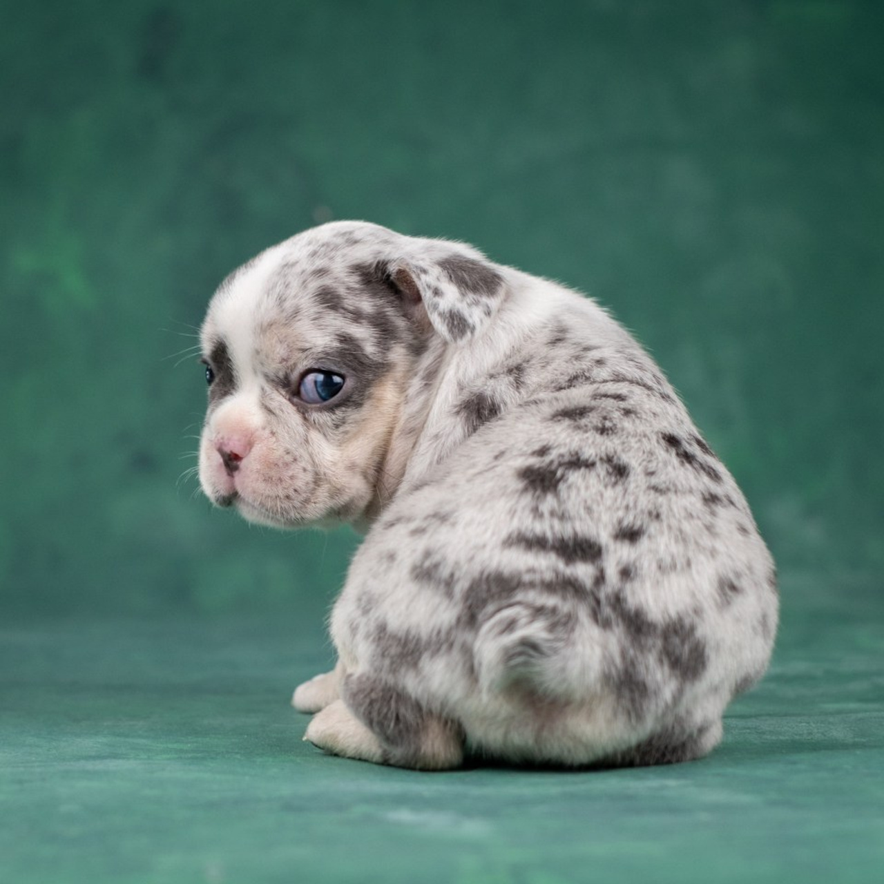 Отзывы. Зоофотограф, фотограф животных в Москве и области Дина Дамоцева