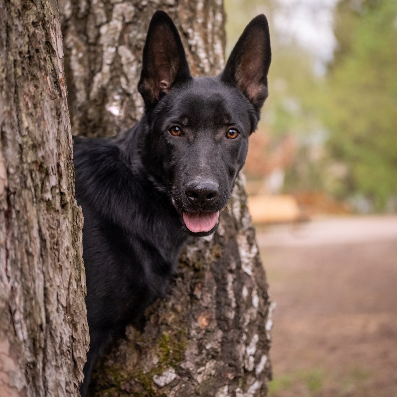 Отзывы. Зоофотограф, фотограф животных в Москве и области Дина Дамоцева