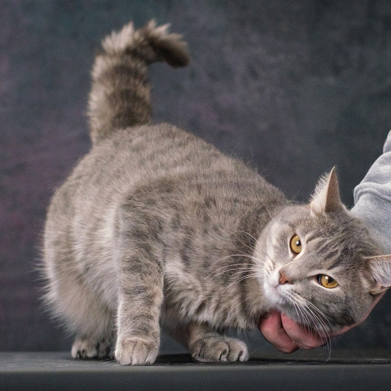 Отзывы. Зоофотограф, фотограф животных в Москве и области Дина Дамоцева