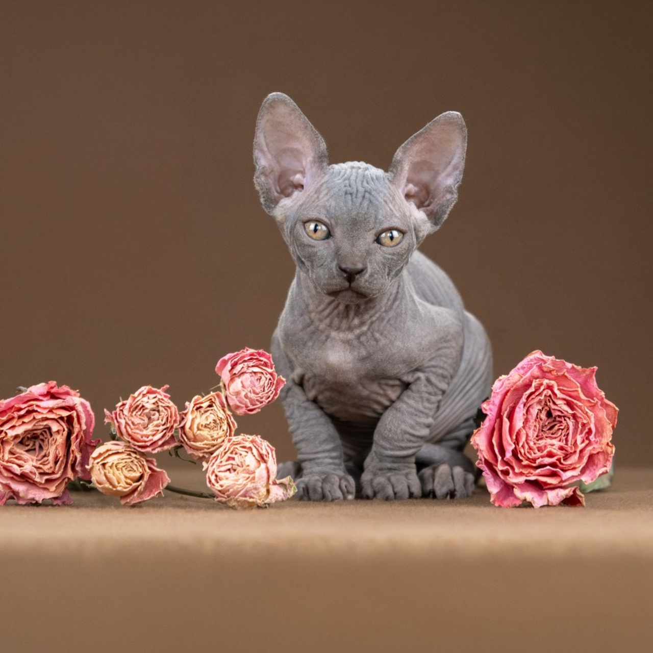 Отзывы. Зоофотограф, фотограф животных в Москве и области Дина Дамоцева