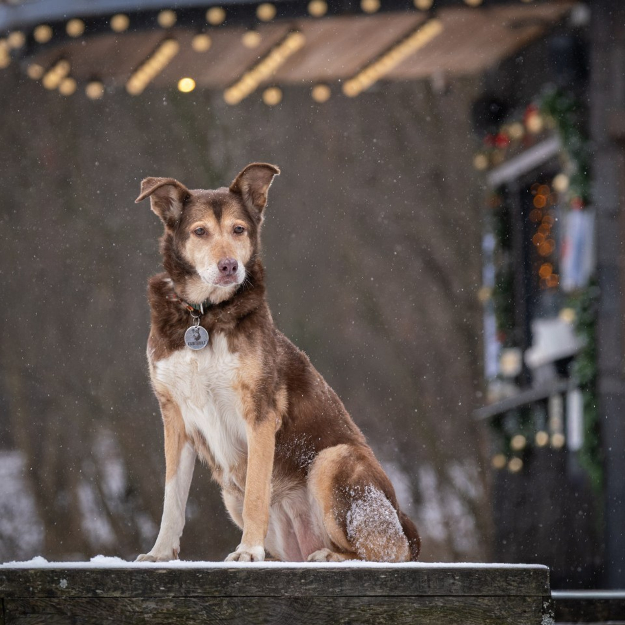 Отзывы. Зоофотограф, фотограф животных в Москве и области Дина Дамоцева