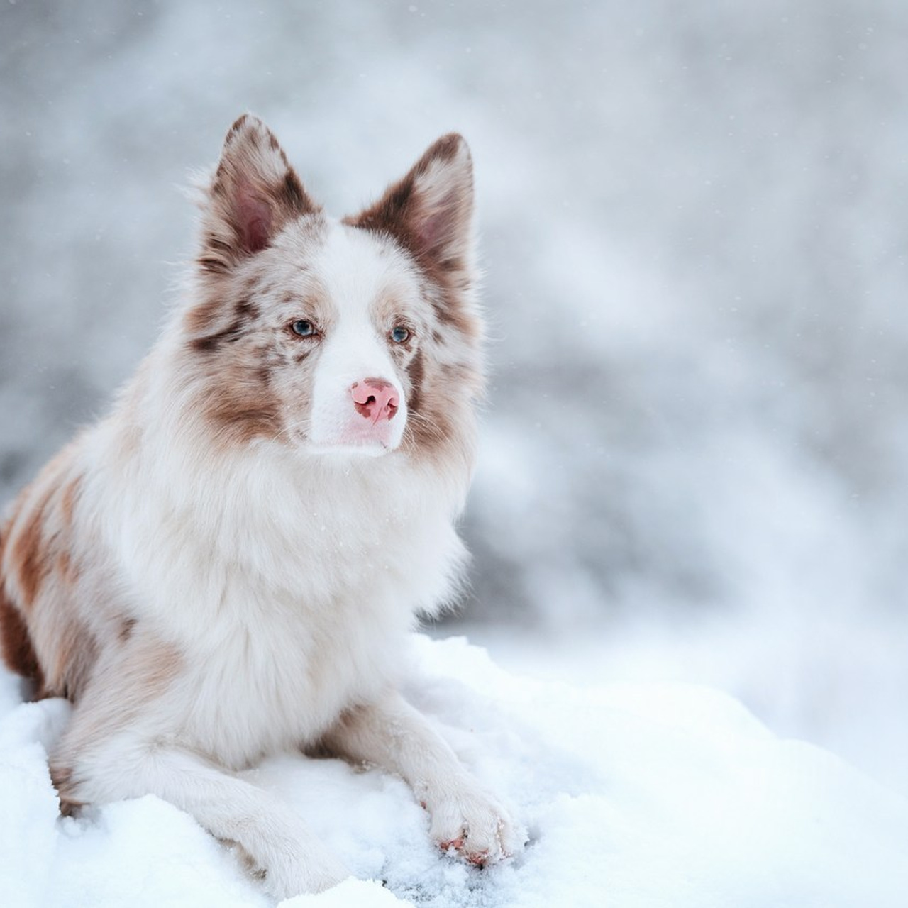 Отзывы. Семейный фотограф в Санкт-Петербурге Ирина Мороз