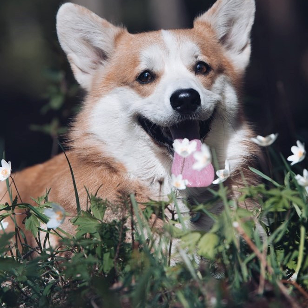 Отзывы. Семейный фотограф в Санкт-Петербурге Ирина Мороз