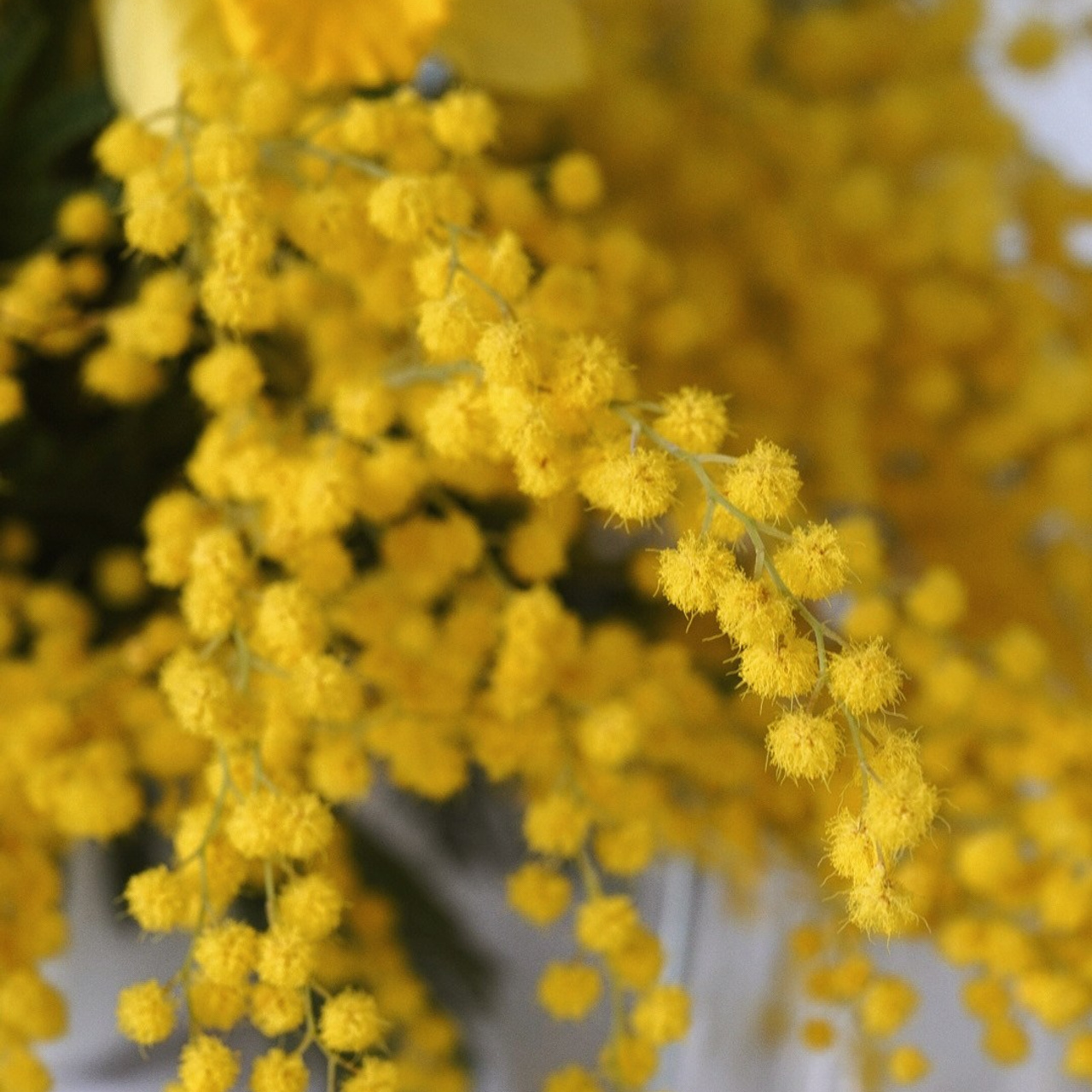 Милана и Кирилл. КОММЕРЧЕСКИЙ ФОТОГРАФ Ksana