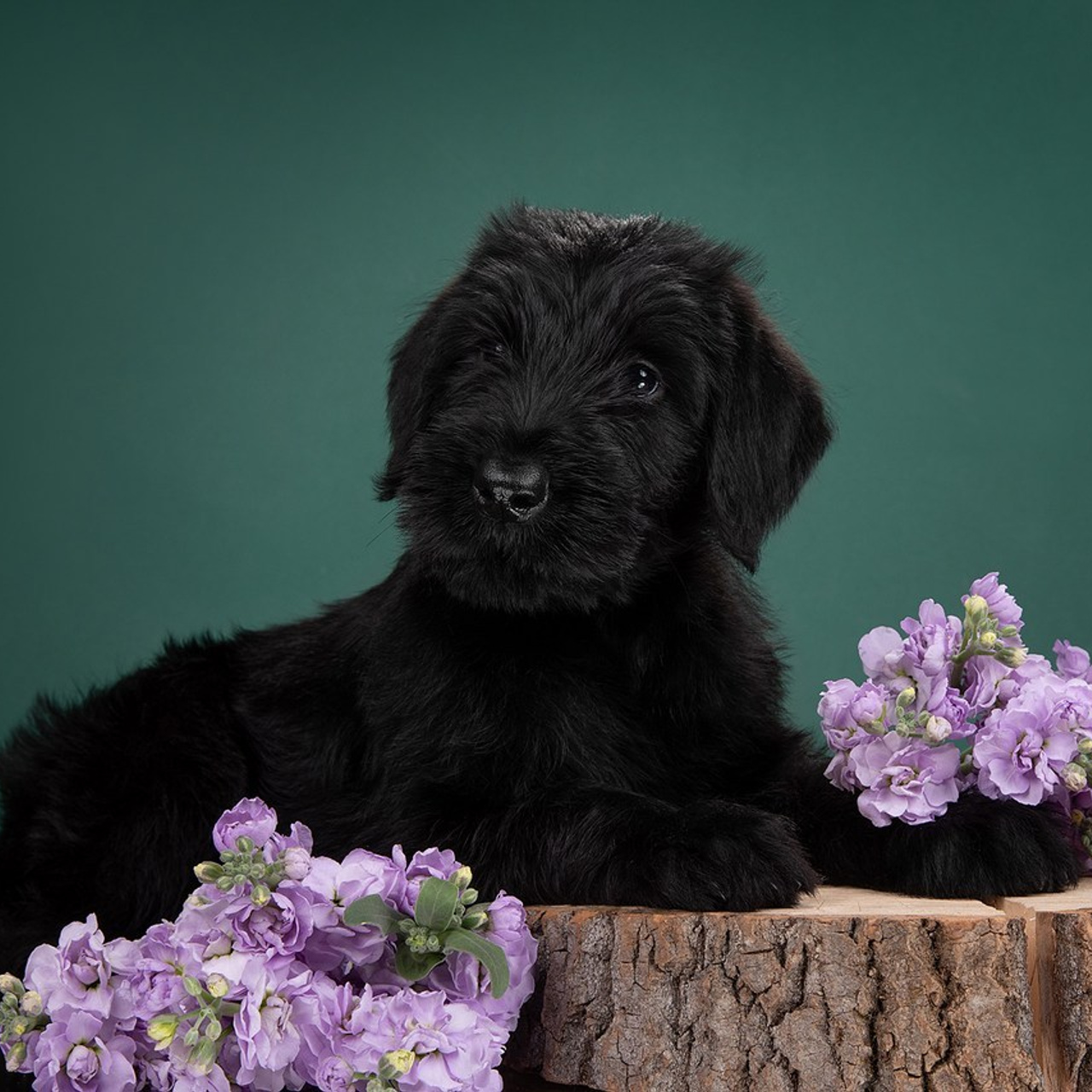 Отзывы о фотографе-анималисте в Москве. Фотограф собак в Москве и Московской области Иванушкина Мария