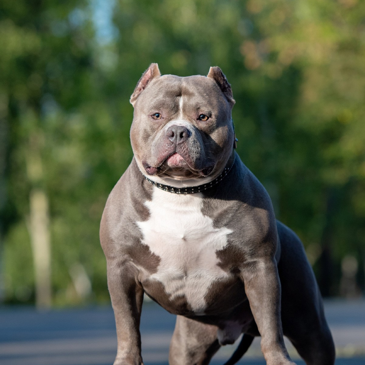 Отзывы о фотографе-анималисте в Москве. Фотограф собак в Москве и Московской области Иванушкина Мария