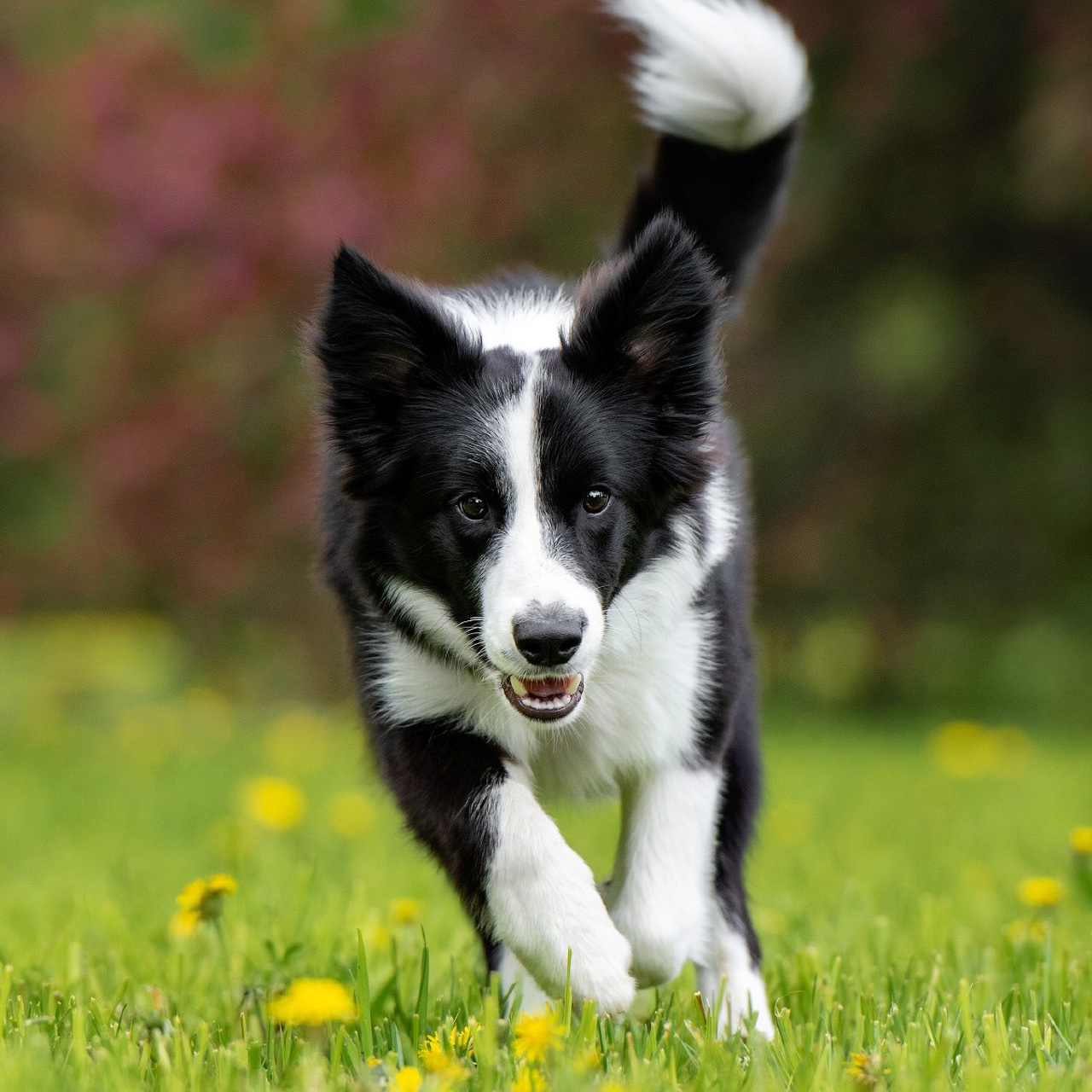 Отзывы о фотографе-анималисте в Москве. Фотограф собак в Москве и Московской области Иванушкина Мария