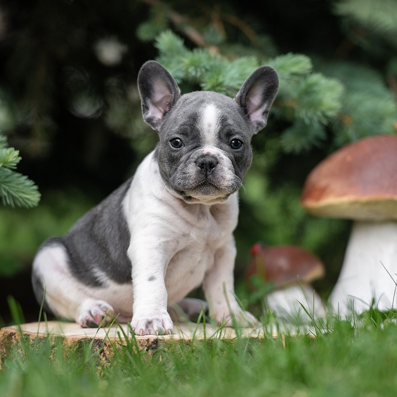 Отзывы о фотографе-анималисте в Москве. Фотограф собак в Москве и Московской области Иванушкина Мария