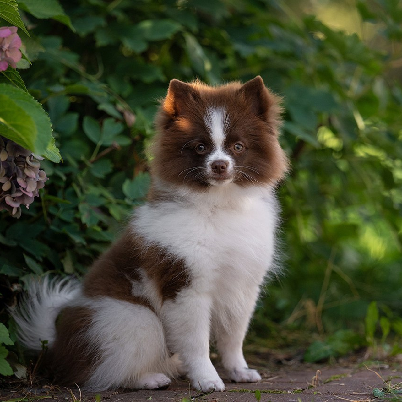 Отзывы о фотографе-анималисте в Москве. Фотограф собак в Москве и Московской области Иванушкина Мария