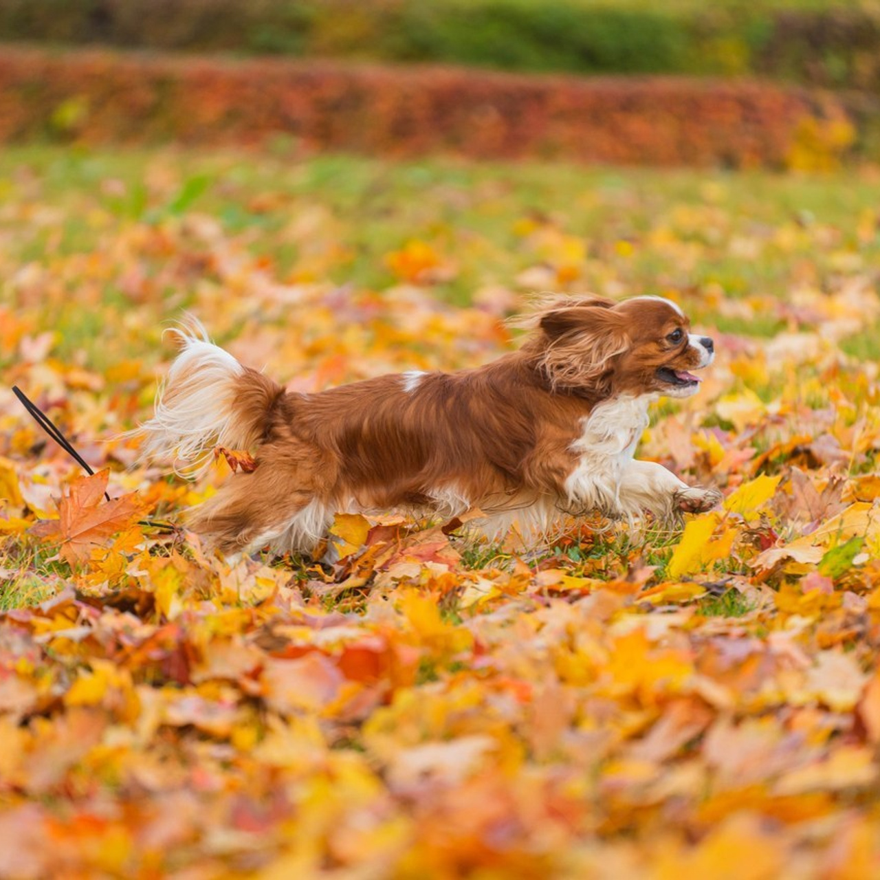 Отзывы. Фотограф в Москве Ленарская Дарья