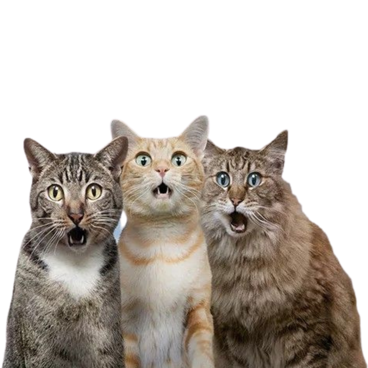 КОМПЛЕКСНАЯ УСЛУГА «ЗАЩИТА ПЕРСОНАЛЬНЫХ ДАННЫХ+». Фотограф Наталия Федосова, г. Москва. TG и Instagram @nataliya_raw