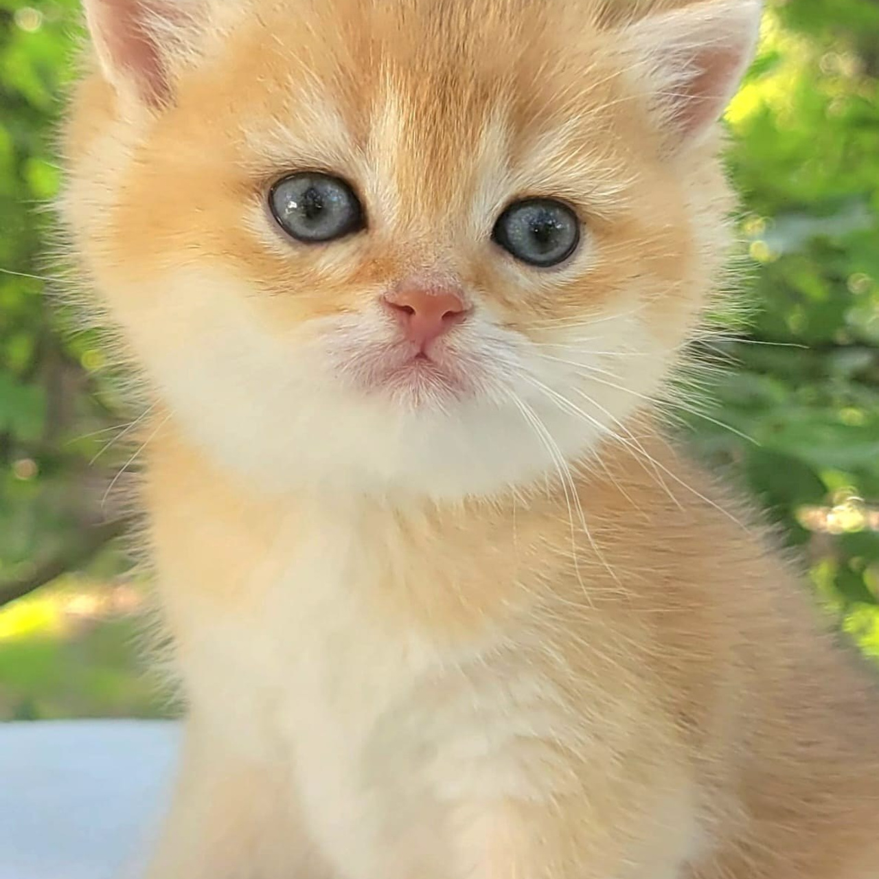 Kity, male, DB 05.04.24, sold