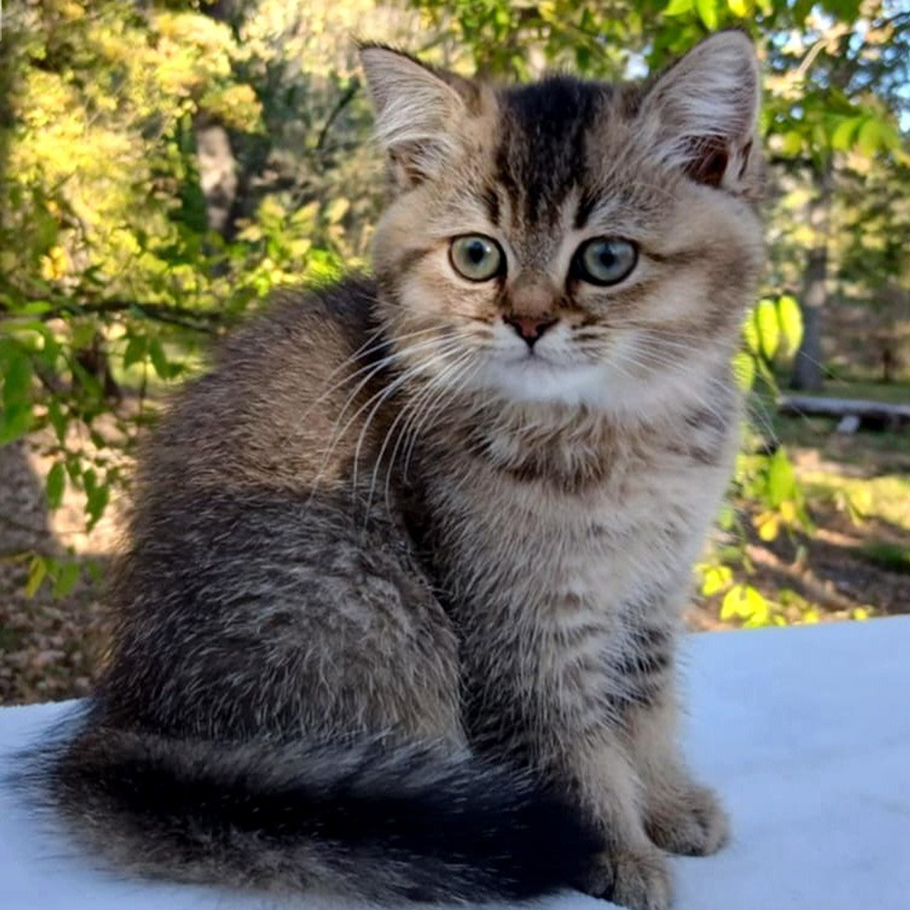 Shusha, DB-08.25.25, female, $1200