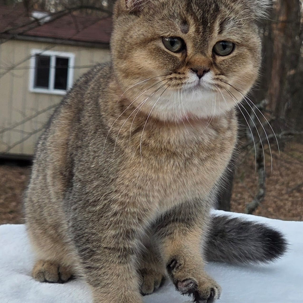 Kira, DB-08.25.25, female, sold