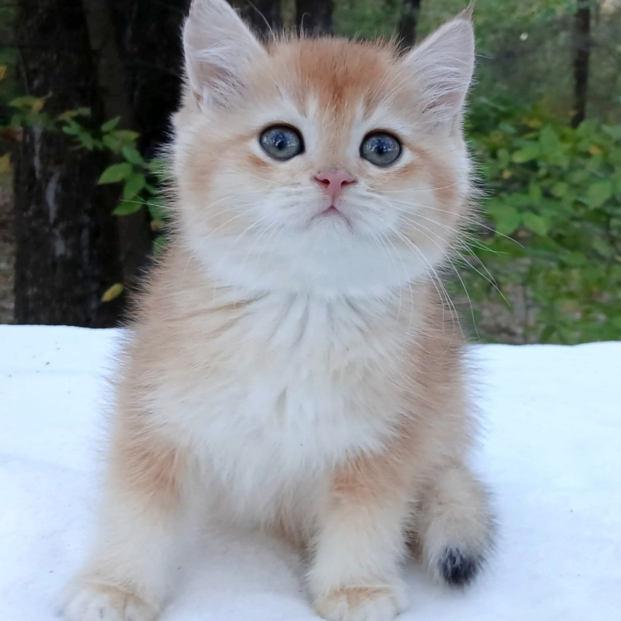 Shanel, DB-09.15.25, female, $1400