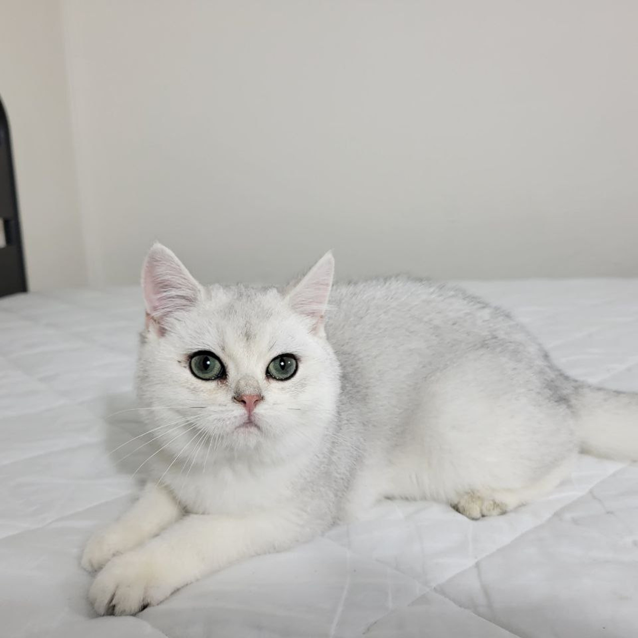 (2) Male, DB: 05.01.23, sold