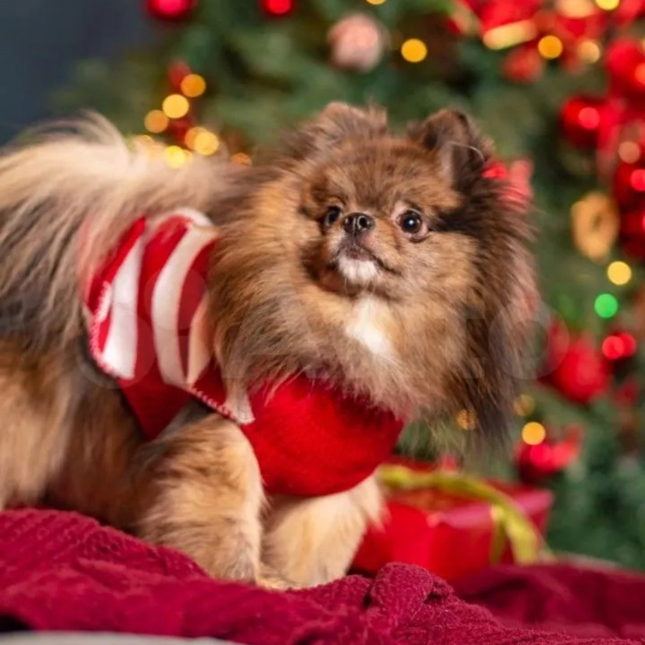 Отзывы. |Lopatina Photography| Фотографы в Санкт-Петербурге