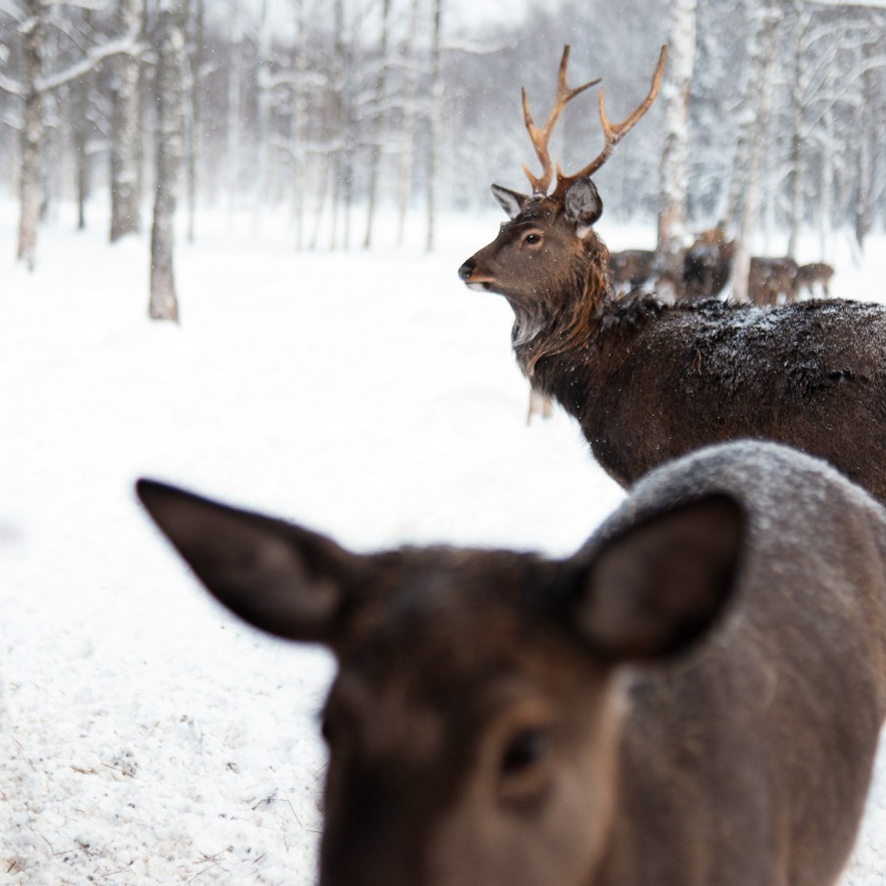 Отзывы. Фотограф в Твери и Бежецке Ирина Рейн