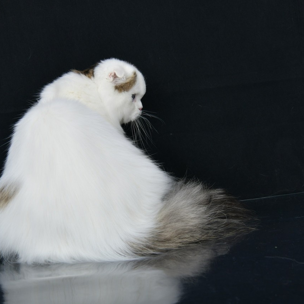 Отзывы. Фотограф анималист | семейный Юлия Вакуленко, г. Краснодар