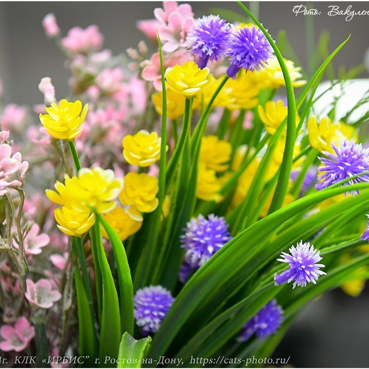 Отзывы. Фотограф анималист | семейный Юлия Вакуленко, г. Краснодар