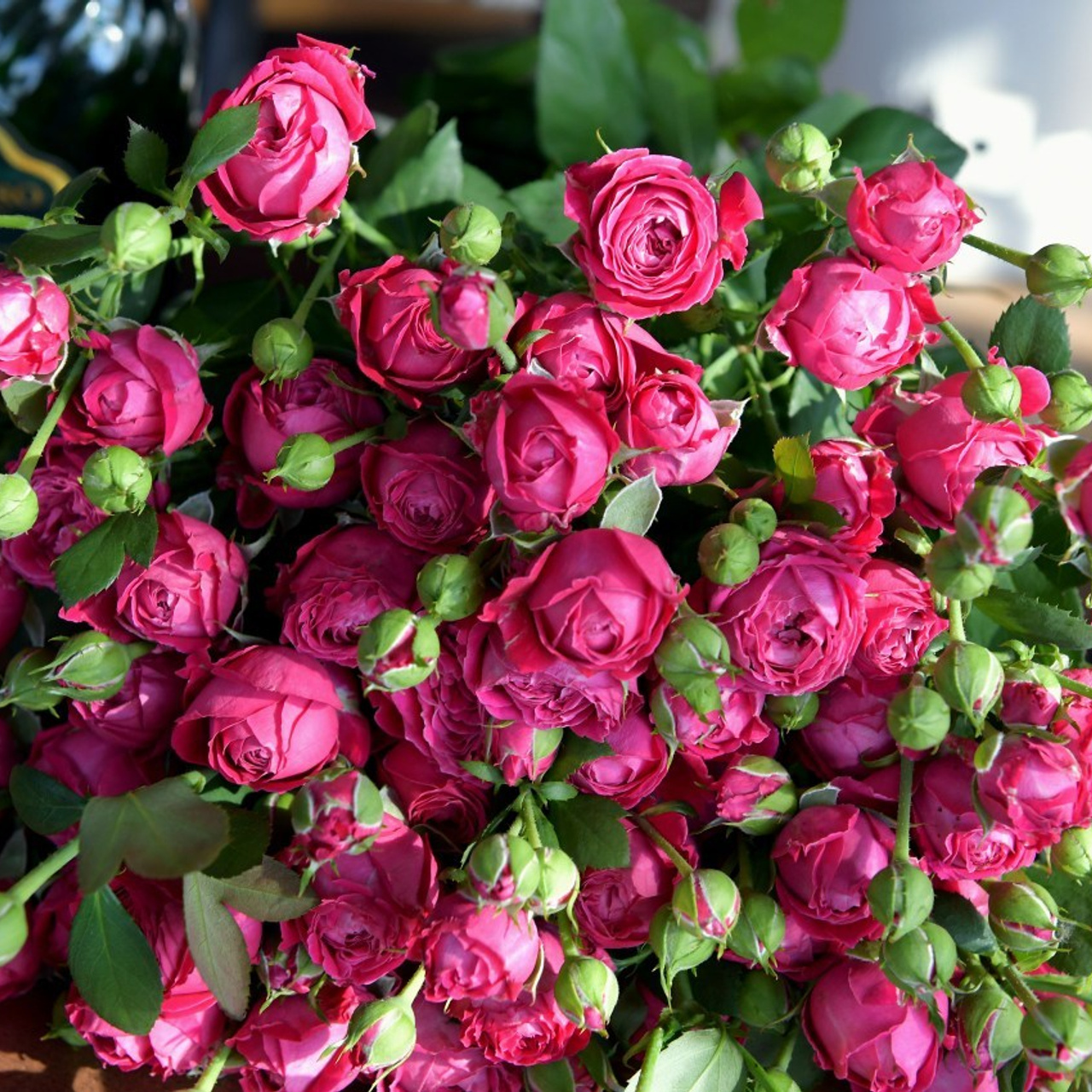 Отзывы. Фотограф анималист | семейный Юлия Вакуленко, г. Краснодар