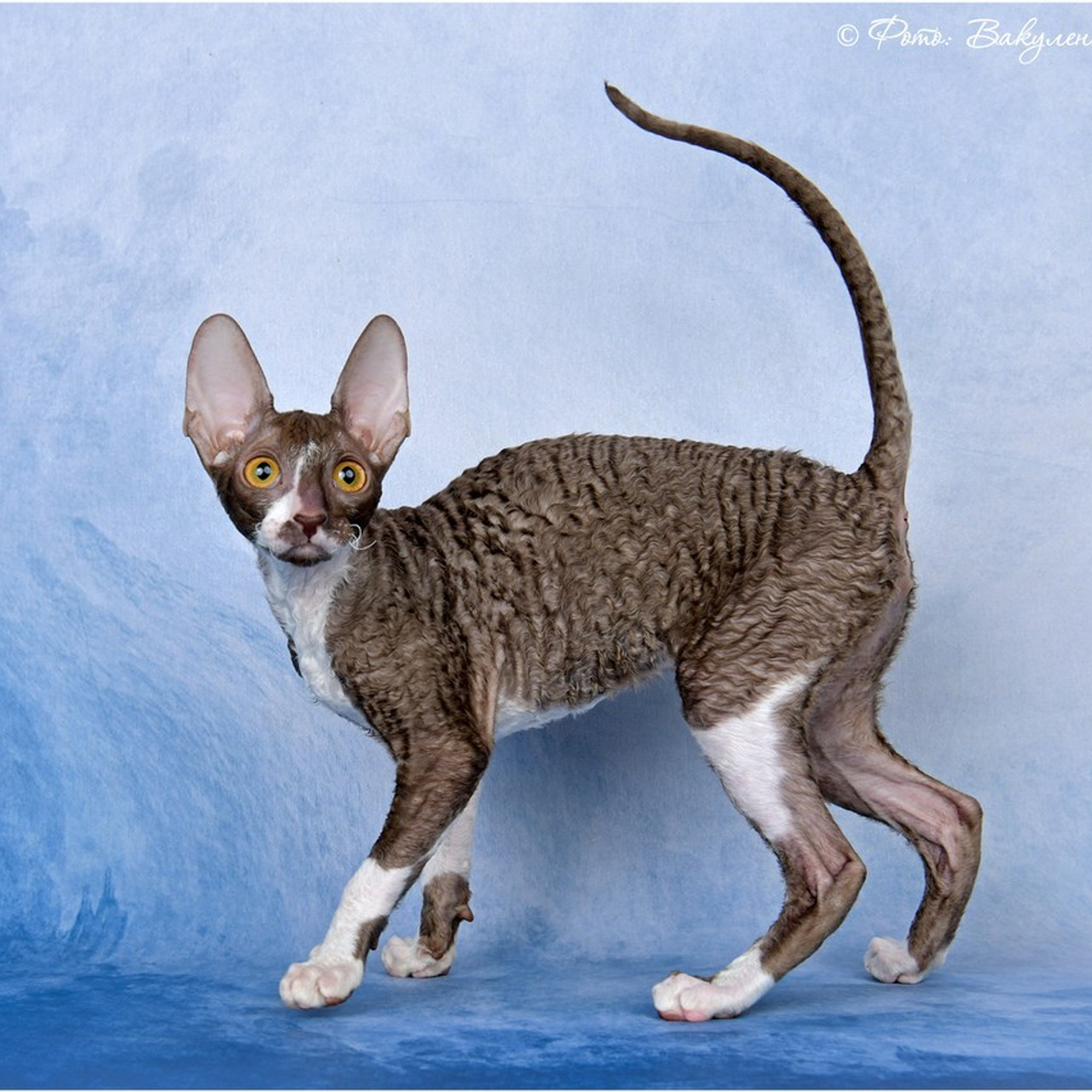 Отзывы. Фотограф анималист | семейный Юлия Вакуленко, г. Краснодар